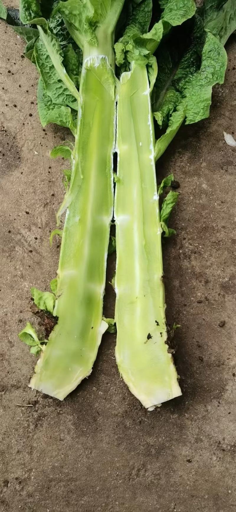 绿霸莴笋种子莴苣种子红笋王红莴苣种子10g