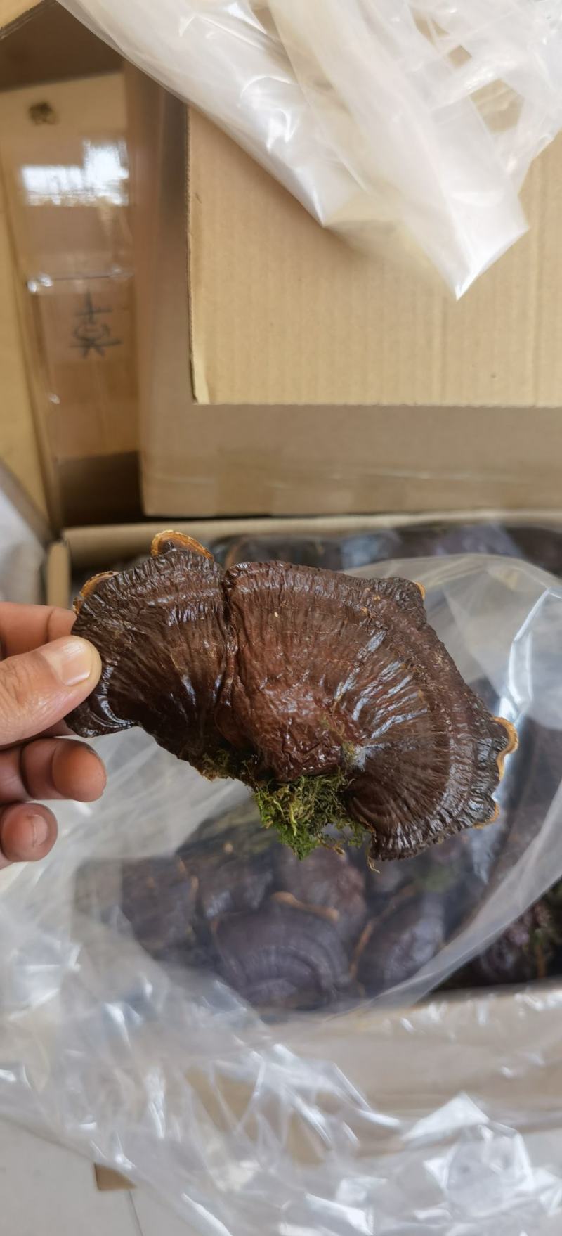 金边灵芝。灵芝基地直发，金边灵芝，自产自销。