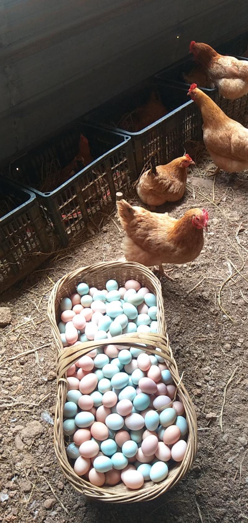 鸡蛋林下散养土鸡蛋，口感香甜，保质保量。