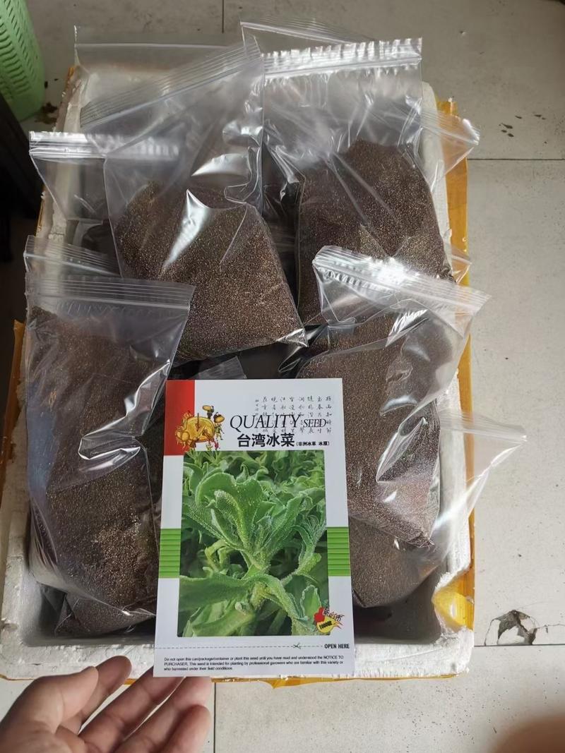 冰菜种子供应养生冰菜种子台湾冰菜种子