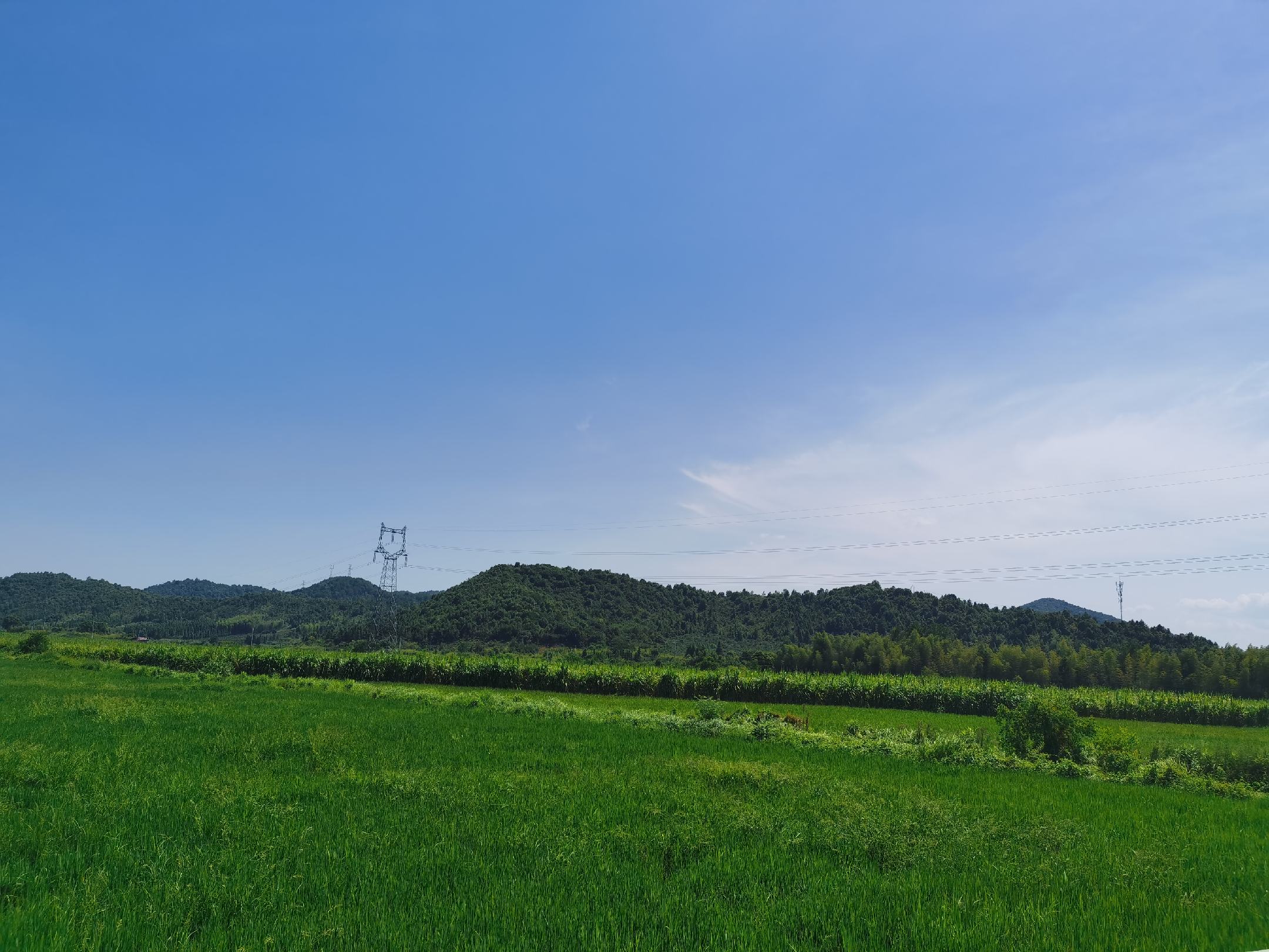 油菜田覆盖稻草保温现场图