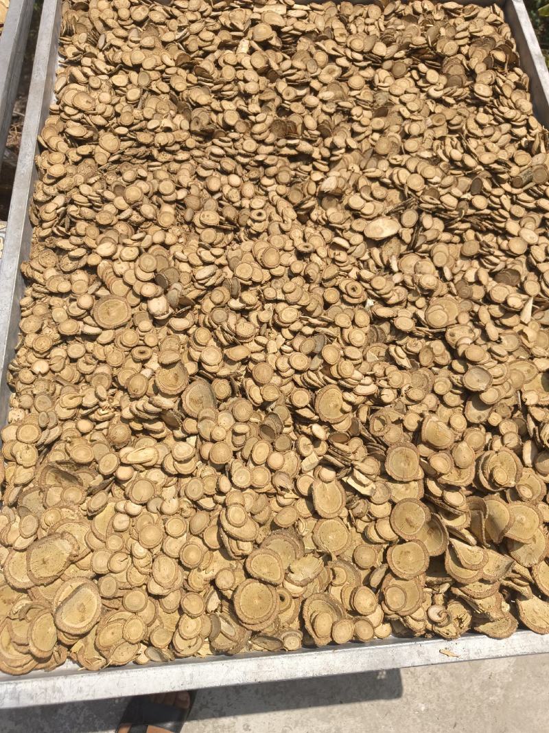 飞龙血掌藤机切圆片。