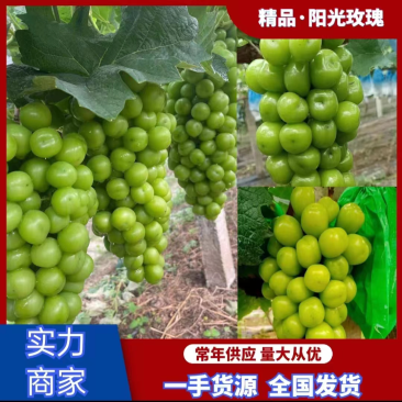 精品葡萄阳光玫瑰大量供应质量好糖度高产地现货
