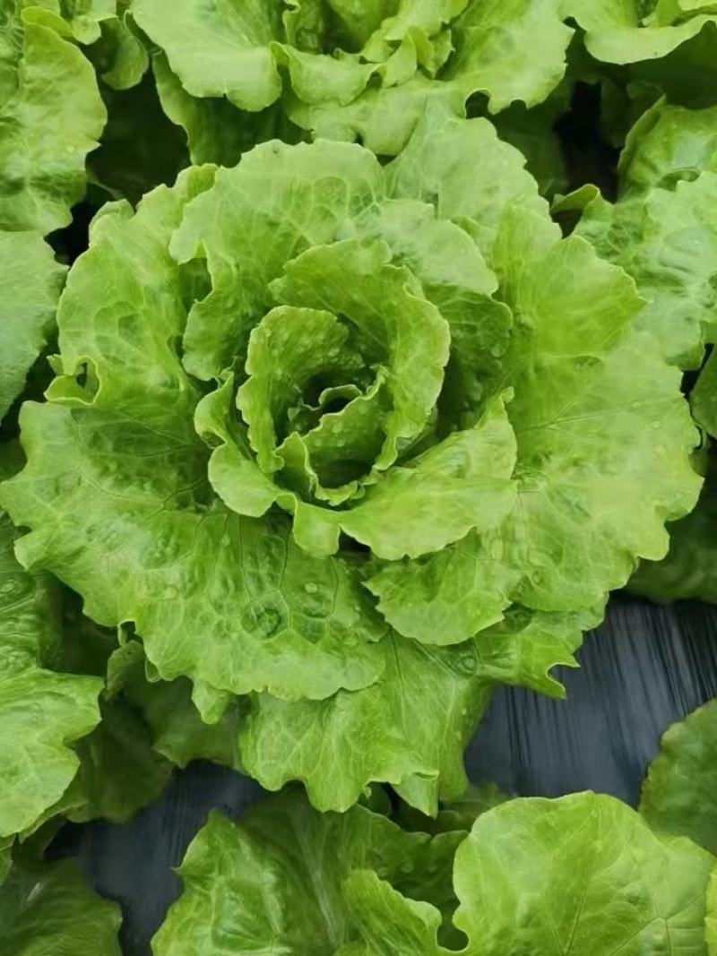 意大利耐抽苔生菜种子香港玻璃生菜种子耐热生菜种子
