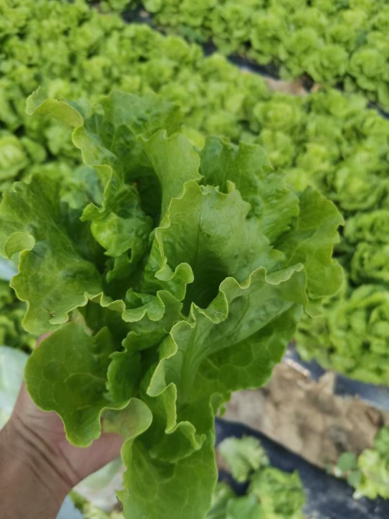 意大利耐抽苔生菜种子香港玻璃生菜种子耐热生菜种子