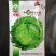 意大利耐抽苔生菜种子香港玻璃生菜种子耐热生菜种子