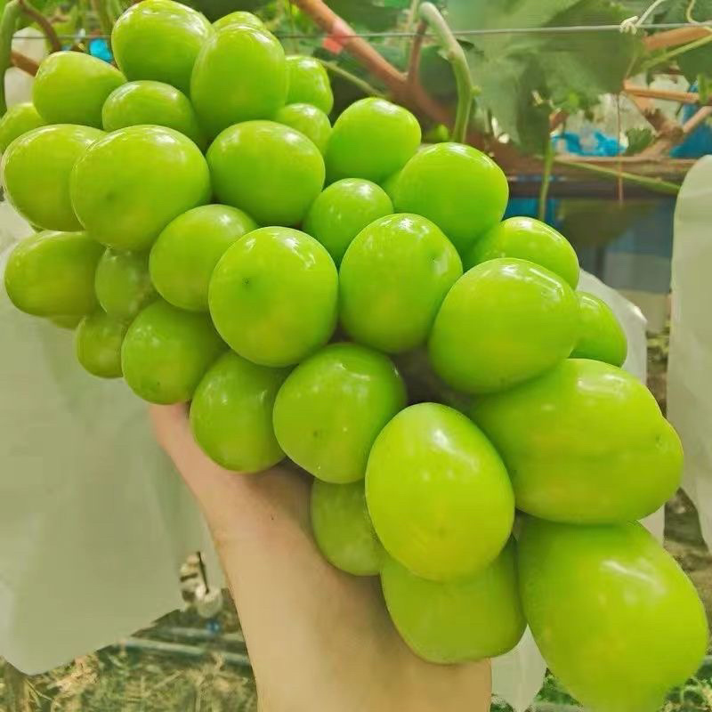 精品葡萄阳光玫瑰大量供应质量好糖度高产地现货