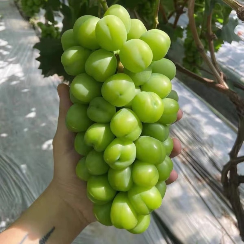 精品葡萄阳光玫瑰大量供应质量好糖度高产地现货