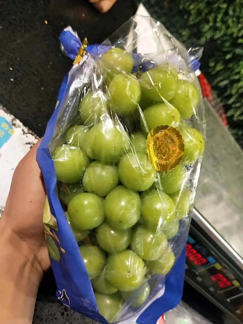 精品葡萄阳光玫瑰大量供应质量好糖度高产地现货