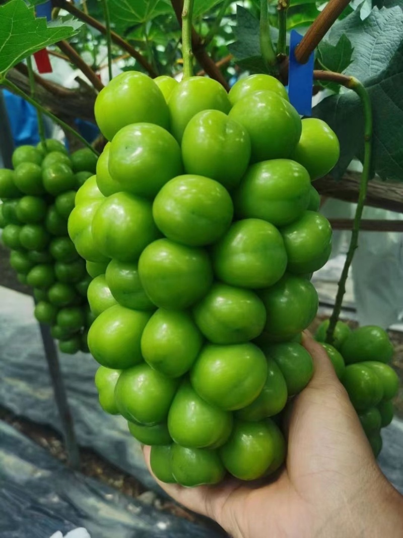 精品葡萄阳光玫瑰大量供应质量好糖度高产地现货