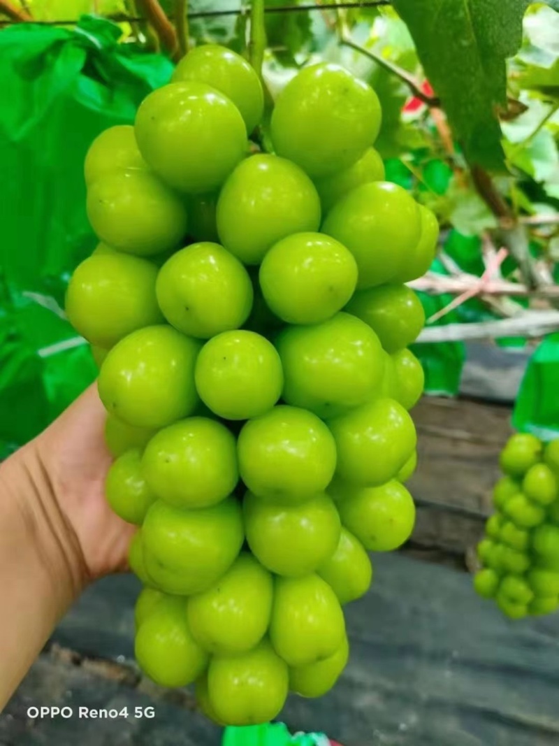 精品葡萄阳光玫瑰大量供应质量好糖度高产地现货