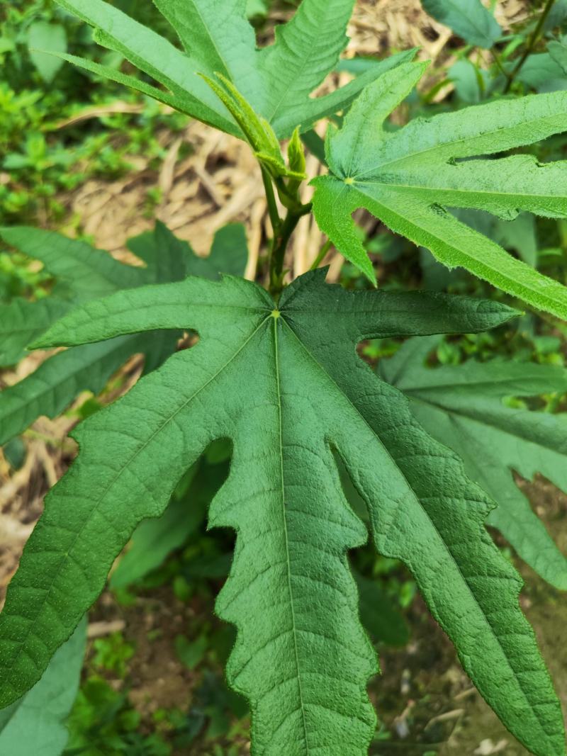七指毛桃种苗/七爪金龙，基地值供货源充足可零售可批发