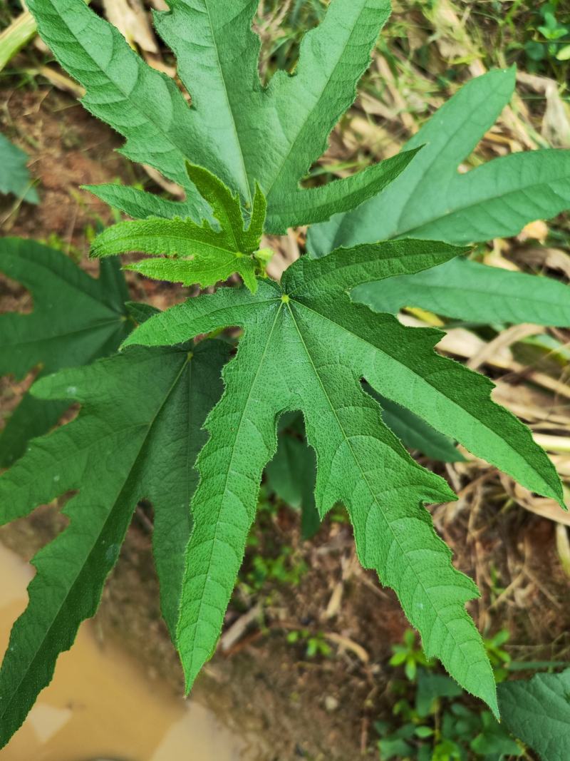 七指毛桃种苗/七爪金龙，基地值供货源充足可零售可批发