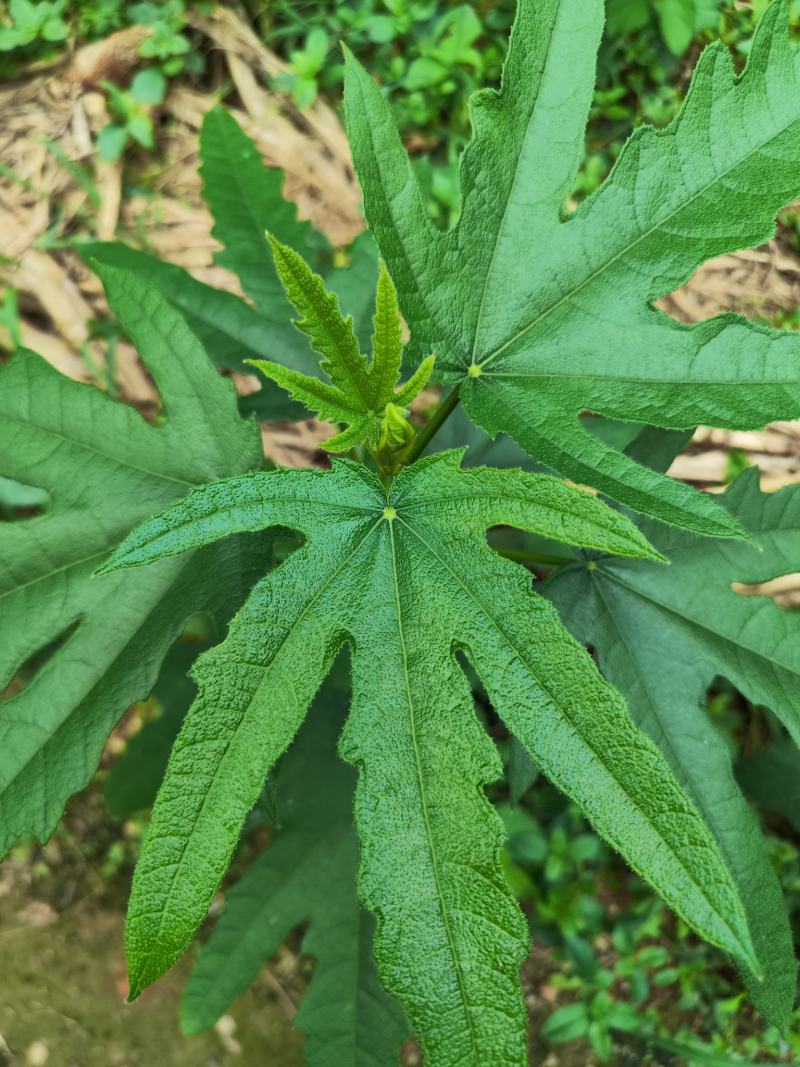 七指毛桃种苗/七爪金龙，基地值供货源充足可零售可批发