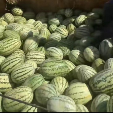 甘肃石头瓜精品小瓜大量供货
