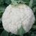 松花菜种子佳松100天中晚熟大花球洁白细腻。洲。