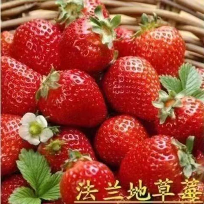 草莓苗，章姬草莓苗，甜宝草莓苗，红颜草莓苗品种齐全