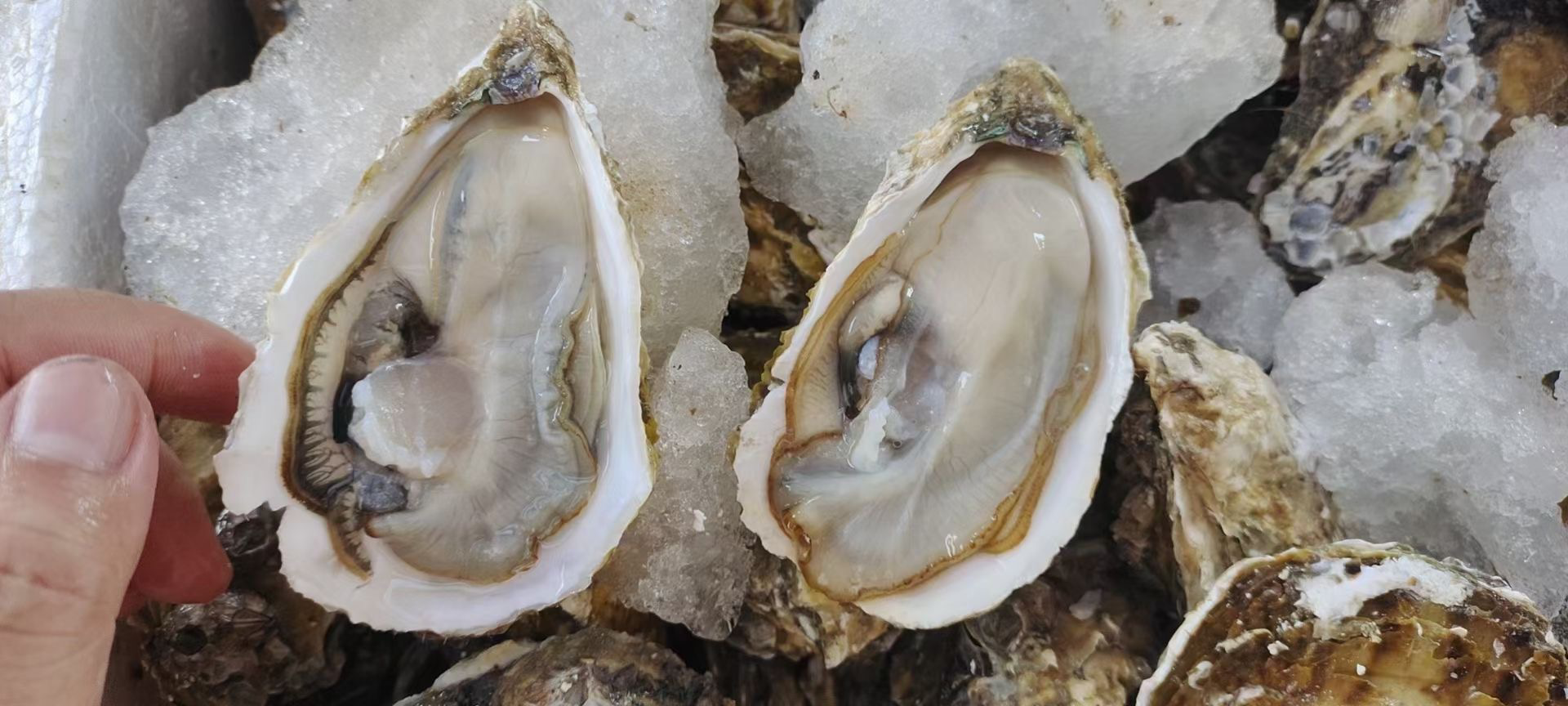 生蚝特写