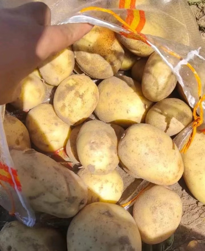 沙地土豆，精品土豆诚信经营，基地直供，质量有保障，