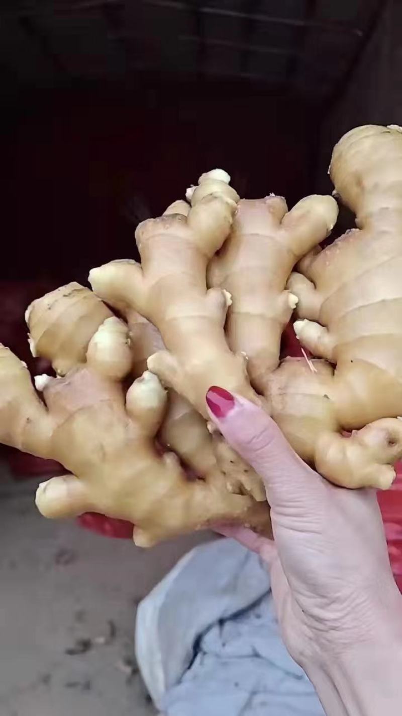 [精选]大黄姜，生姜产地，沙土姜/水洗姜产地一手货源，