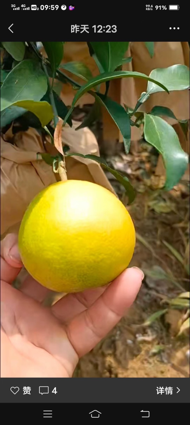 爱媛38