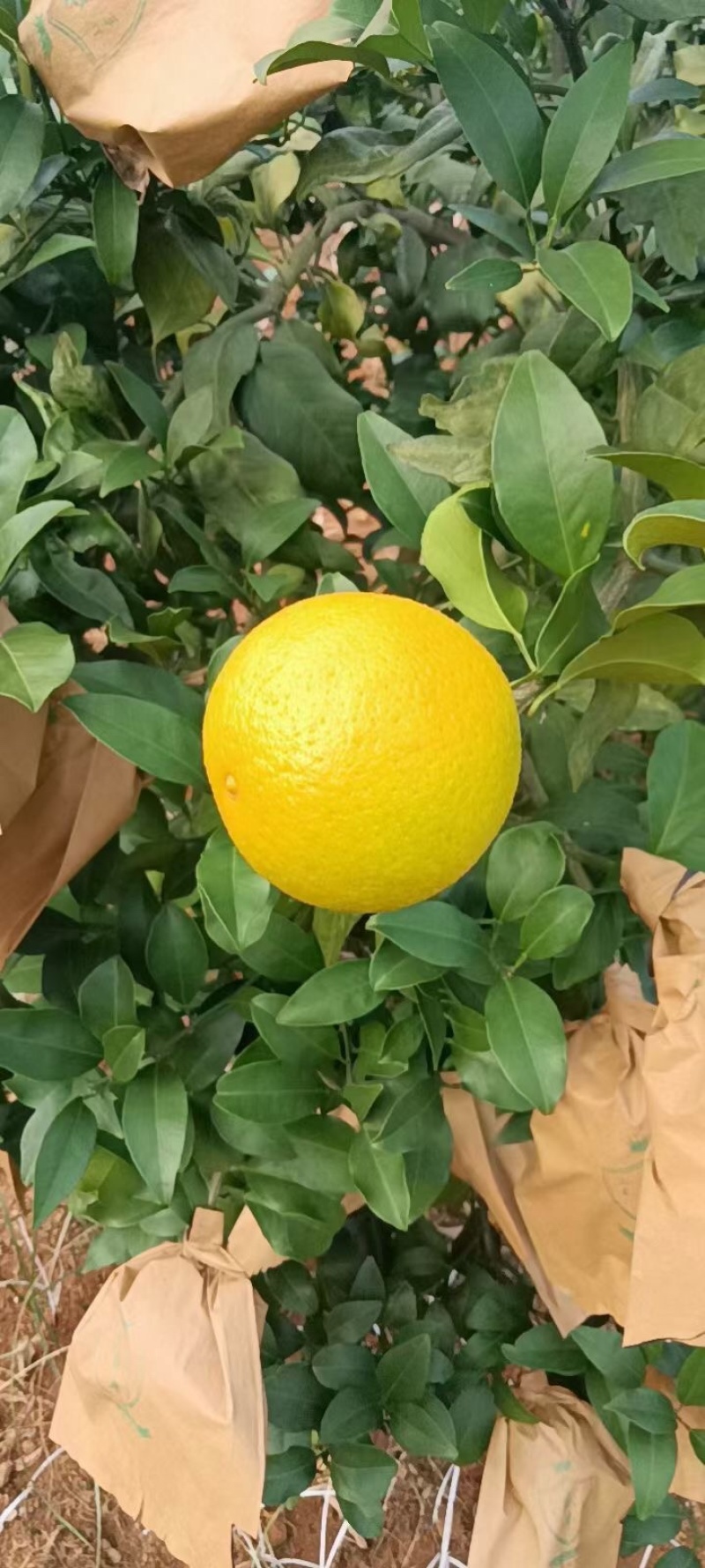 爱媛38