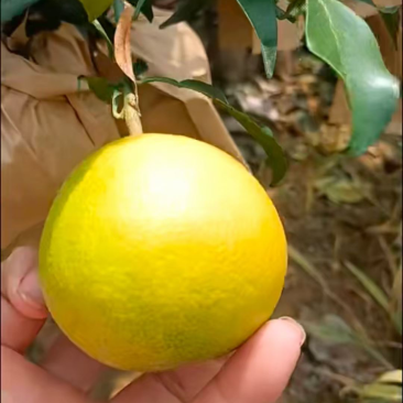爱媛38