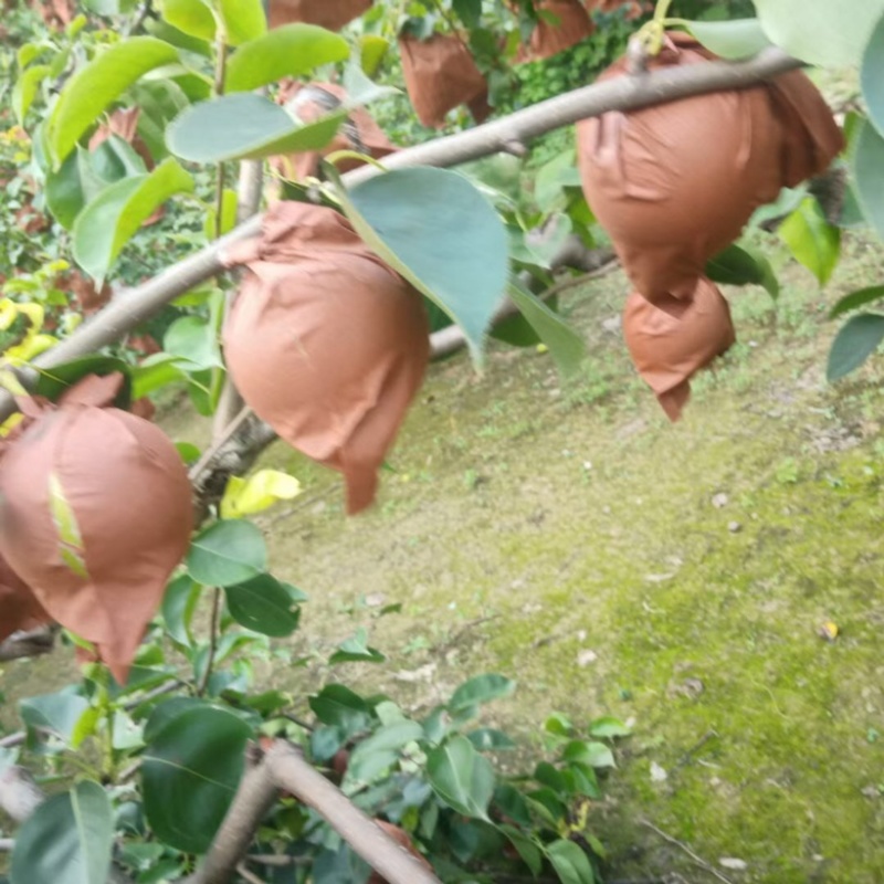 黄冠梨，清甜可口，产地直销，头水精品一手货源