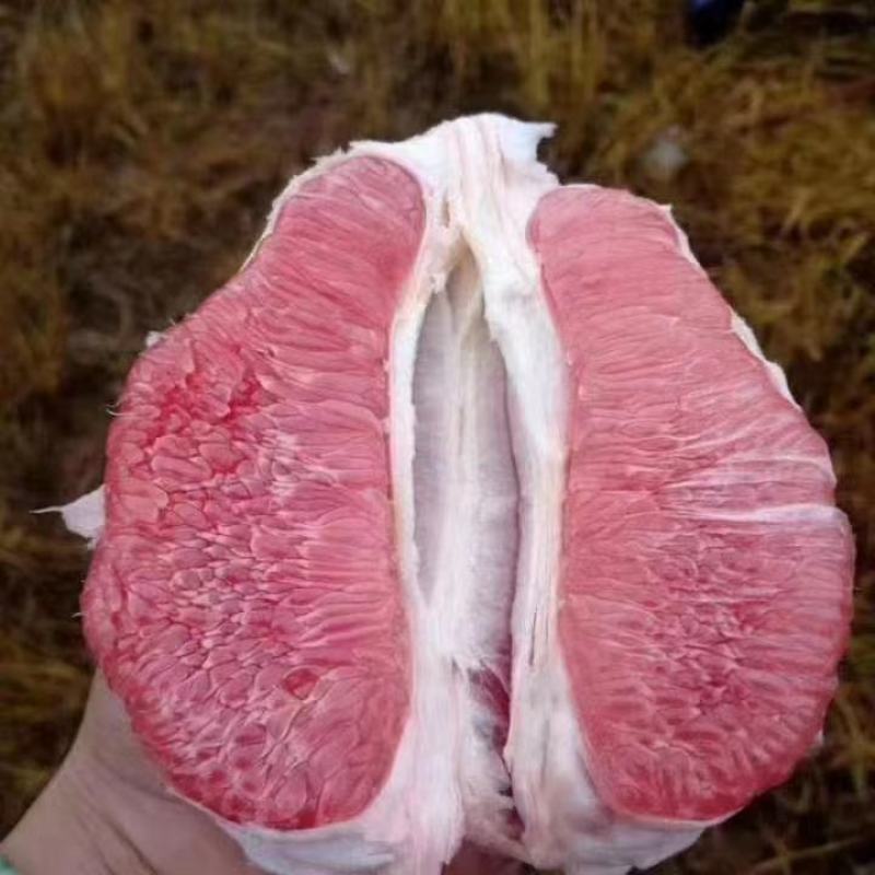 精品三红蜜柚，水分足甜度高口感好，果面干净卖相好