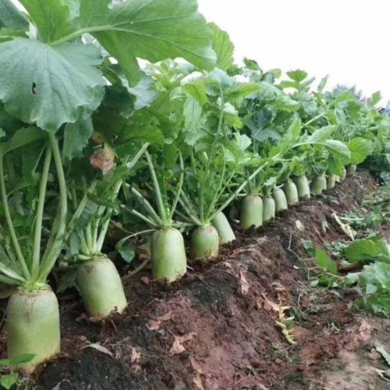郑研791萝卜种子水果萝卜秋季蔬菜农家菜种沙窝萝卜籽种孑