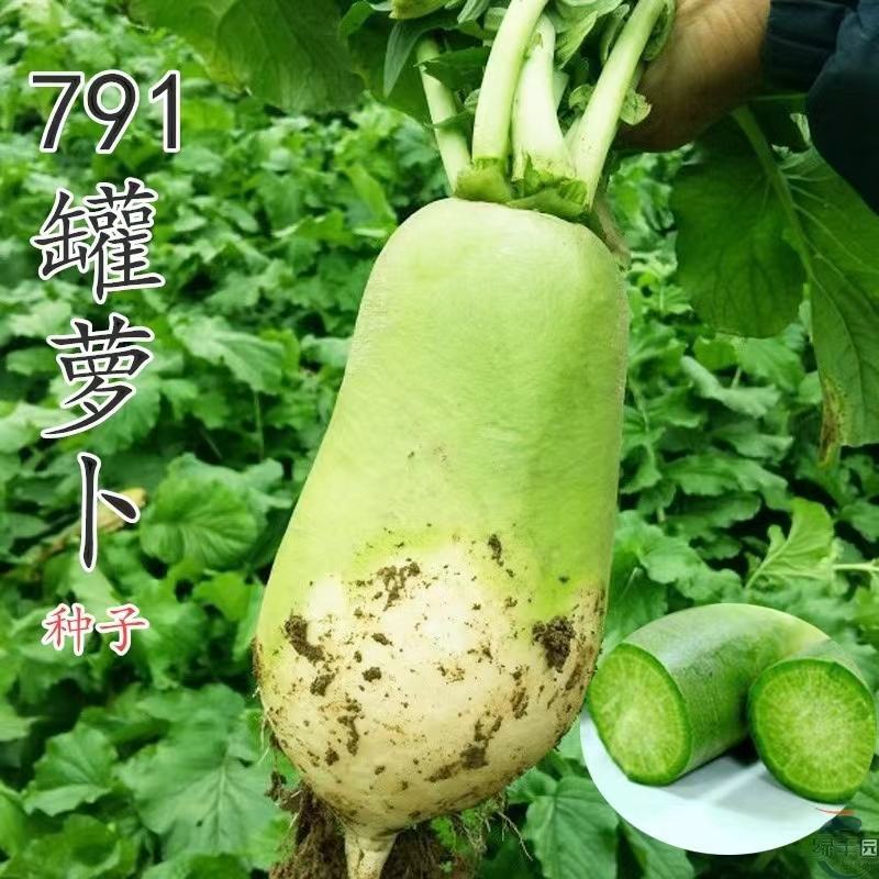 郑研791萝卜种子水果萝卜秋季蔬菜农家菜种沙窝萝卜籽种孑