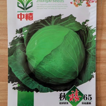 秋禧65甘蓝种子越冬甘蓝寒雅甘蓝种子耐低温性好10g