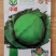 秋禧65甘蓝种子越冬甘蓝寒雅甘蓝种子耐低温性好10g