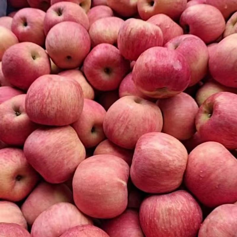 [优质]红富士苹果，条纹红富士苹果，保质保量，全国发货