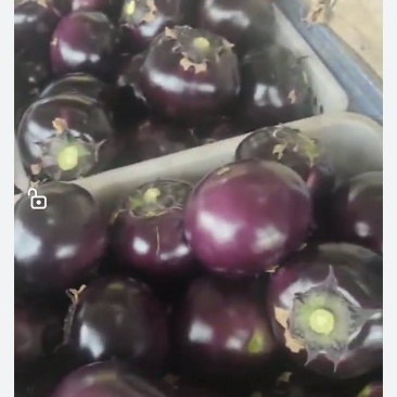圆茄