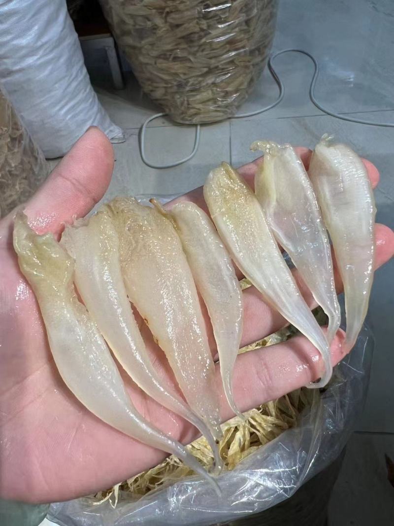澳洲小白花胶鸡蛋胶佐罗胶肉厚好吃价格有优势一手货源