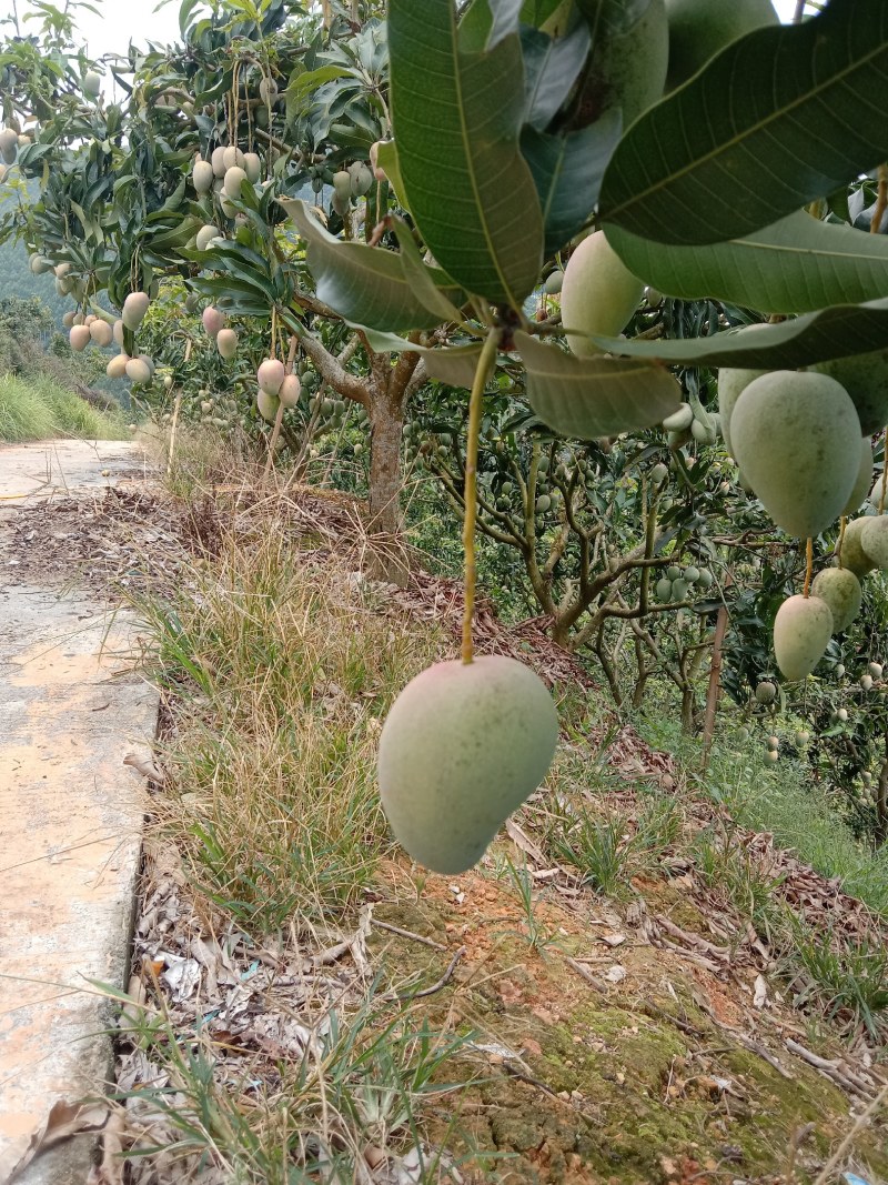 台农