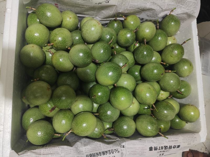 钦密9号黄金果