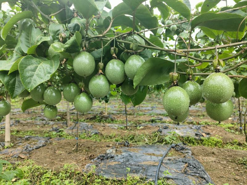钦密9号黄金果