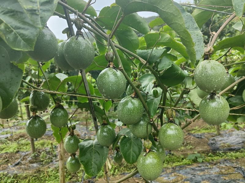 钦密9号黄金果