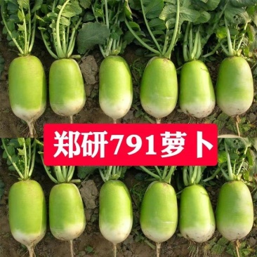 郑研791萝卜种子水果萝卜秋季蔬菜农家菜种沙窝萝卜籽种孑