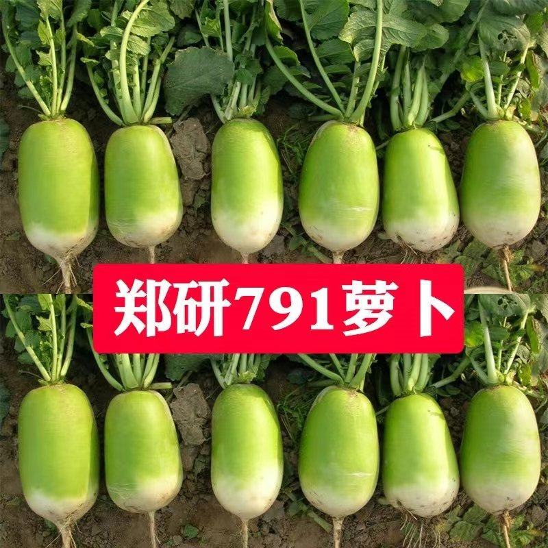 郑研791萝卜种子水果萝卜秋季蔬菜农家菜种沙窝萝卜籽种孑