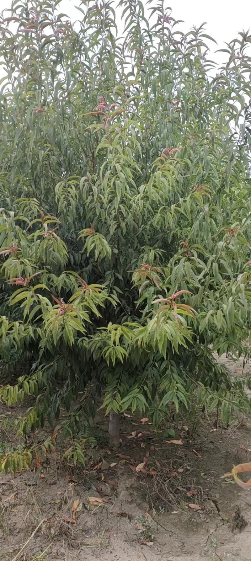 红叶碧桃（又名紫叶碧桃苗圃一手货源）