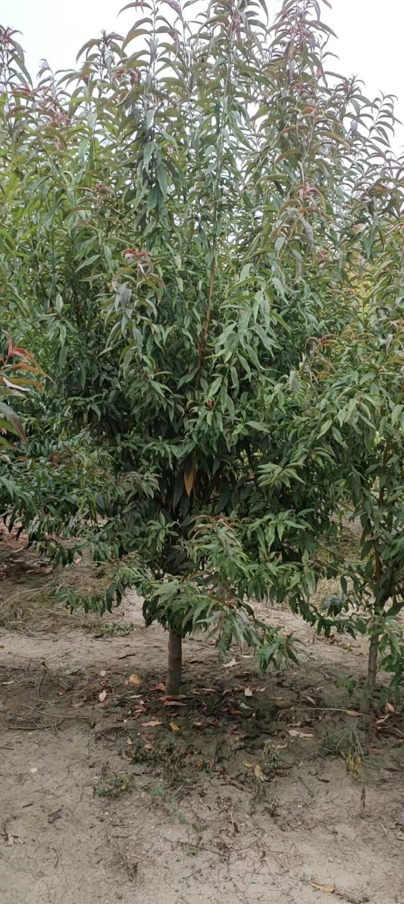 红叶碧桃（又名紫叶碧桃苗圃一手货源）