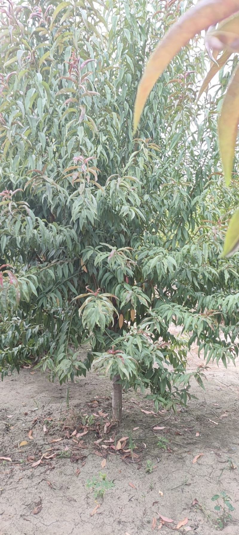 红叶碧桃（又名紫叶碧桃苗圃一手货源）