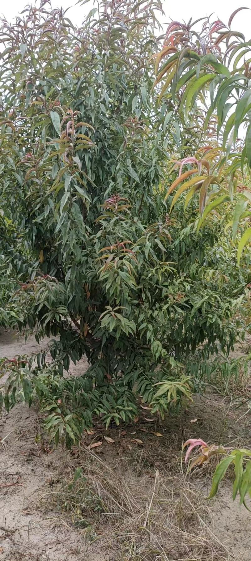红叶碧桃（又名紫叶碧桃苗圃一手货源）
