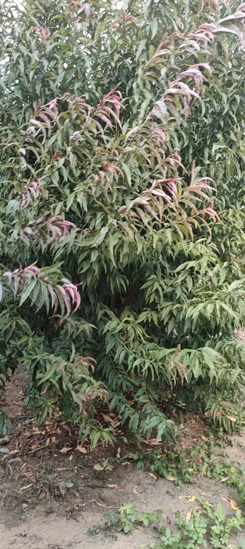 红叶碧桃（又名紫叶碧桃苗圃一手货源）