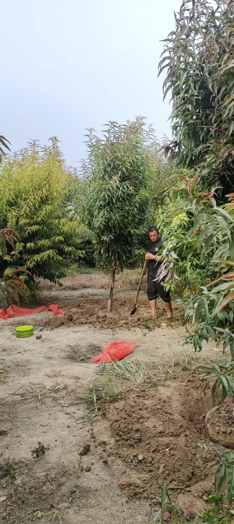 红叶碧桃（又名紫叶碧桃苗圃一手货源）
