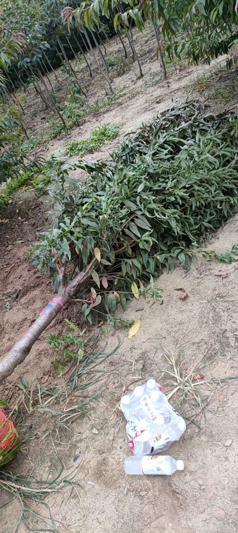 红叶碧桃（又名紫叶碧桃苗圃一手货源）