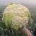 松禧65菜花种子松禧75菜花种子松禧85菜花种子